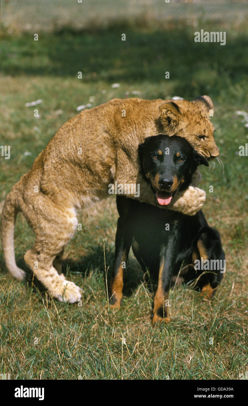 African Lion, panthera leo, Cub with Beauce Sheepdog Stock Photo