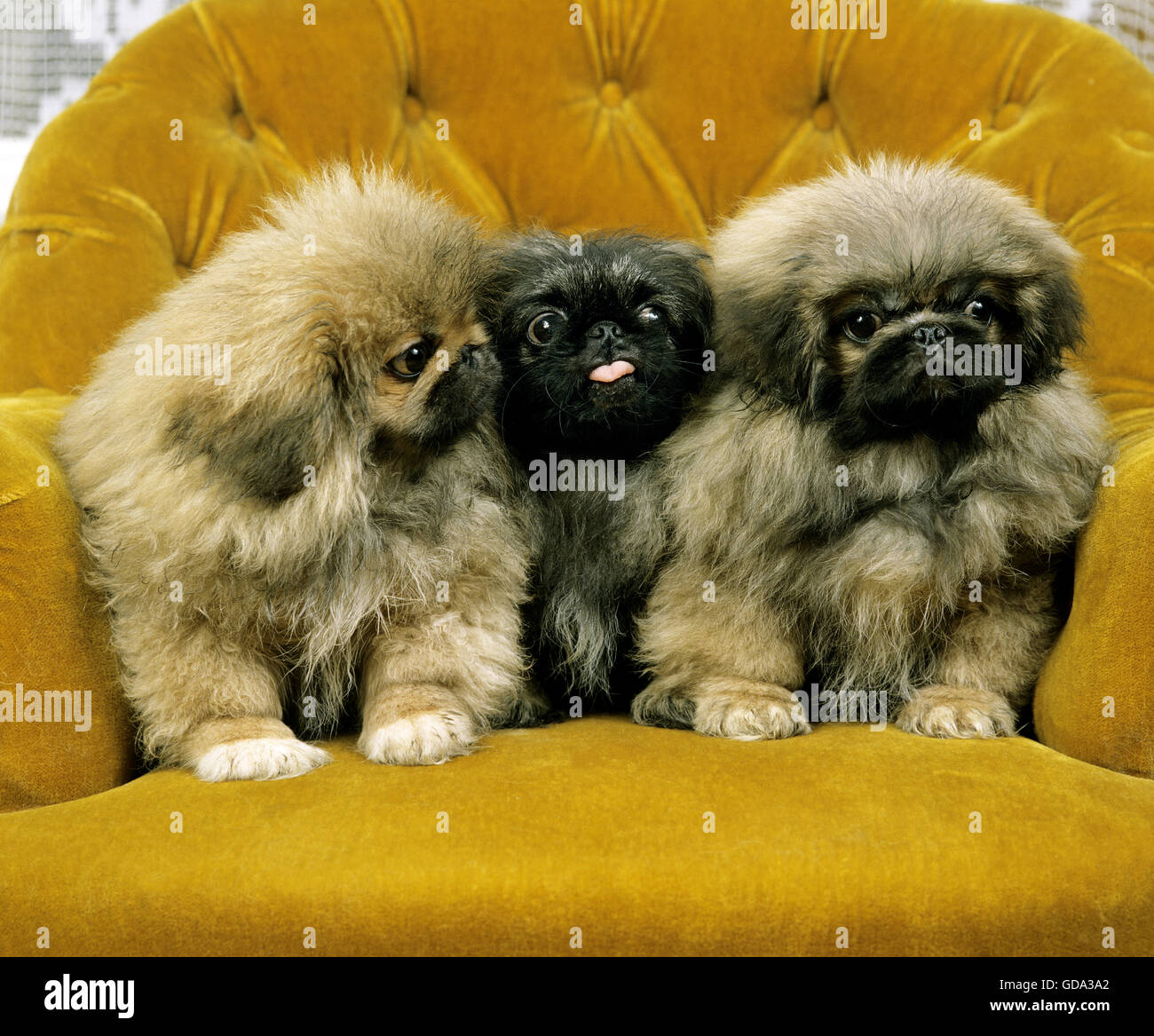 Pekinese Dog, Puppies Stock Photo