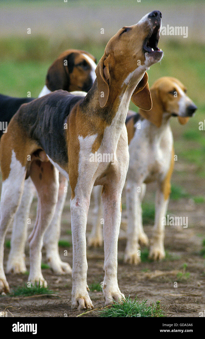 Great Anglo French Tricolour Hound, Adult Yapping Stock Photo