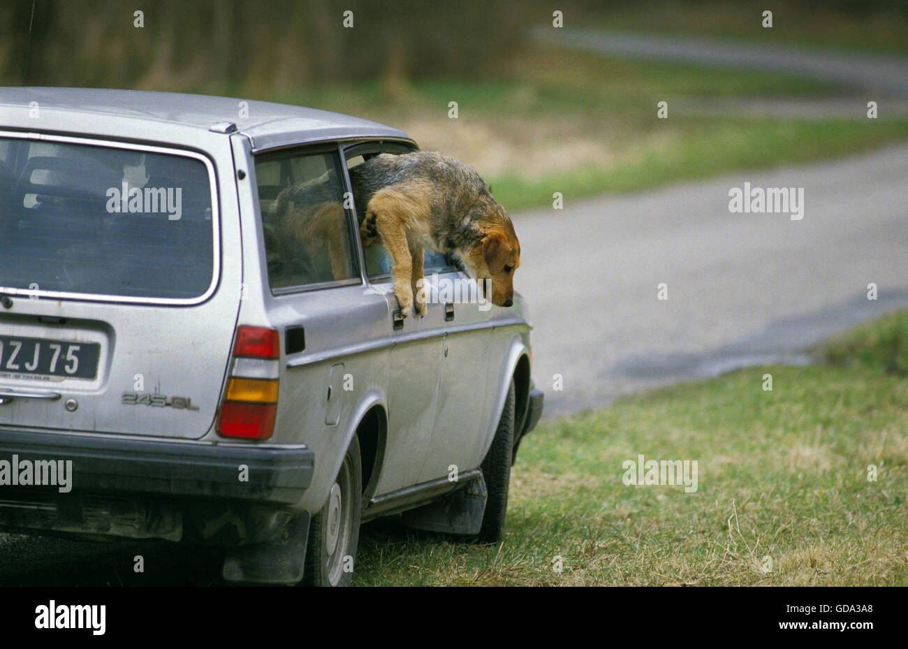 Dog abandoned at Roadside Stock Photo