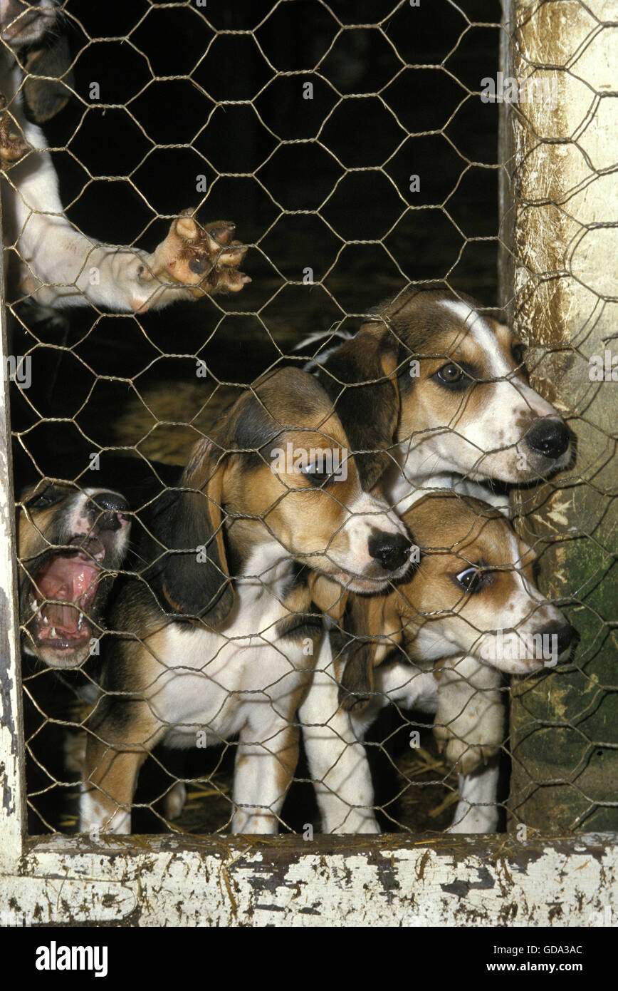 Great Anglo French Tricolour Hound, Pups in Kennel Stock Photo