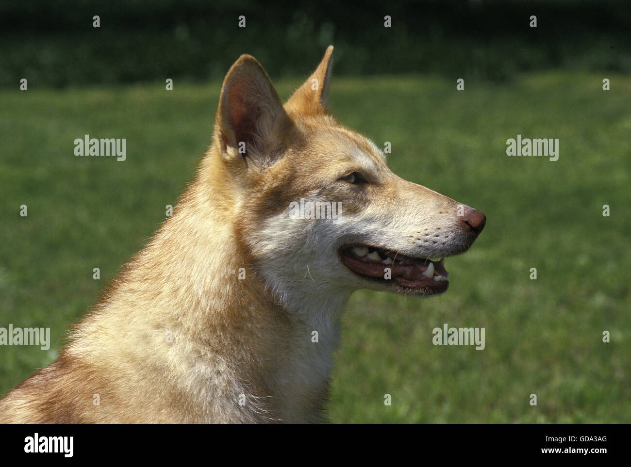 Saarloos Wolfhound, a Dog Breed from Netherlands Stock Photo