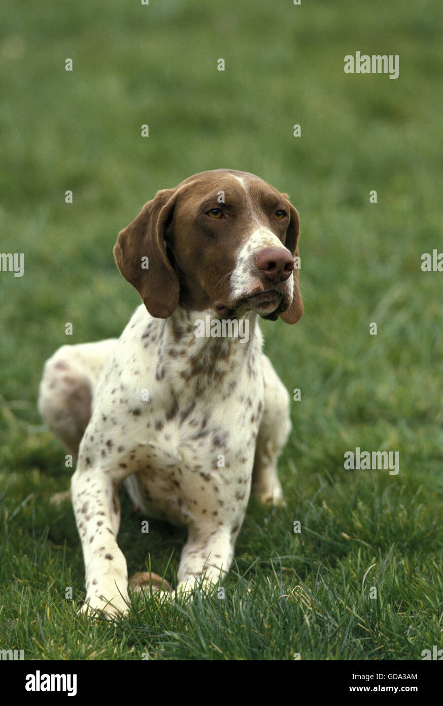 French Pointing Dog Pyrenean Type, Adult laying on Grass Stock Photo