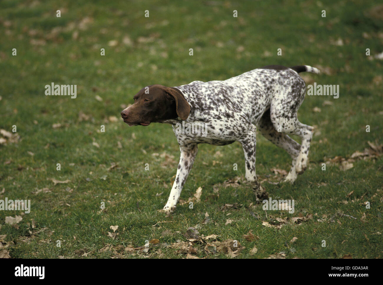 French Pointing Dog Pyrenean Type, Adult walking on Grass Stock Photo