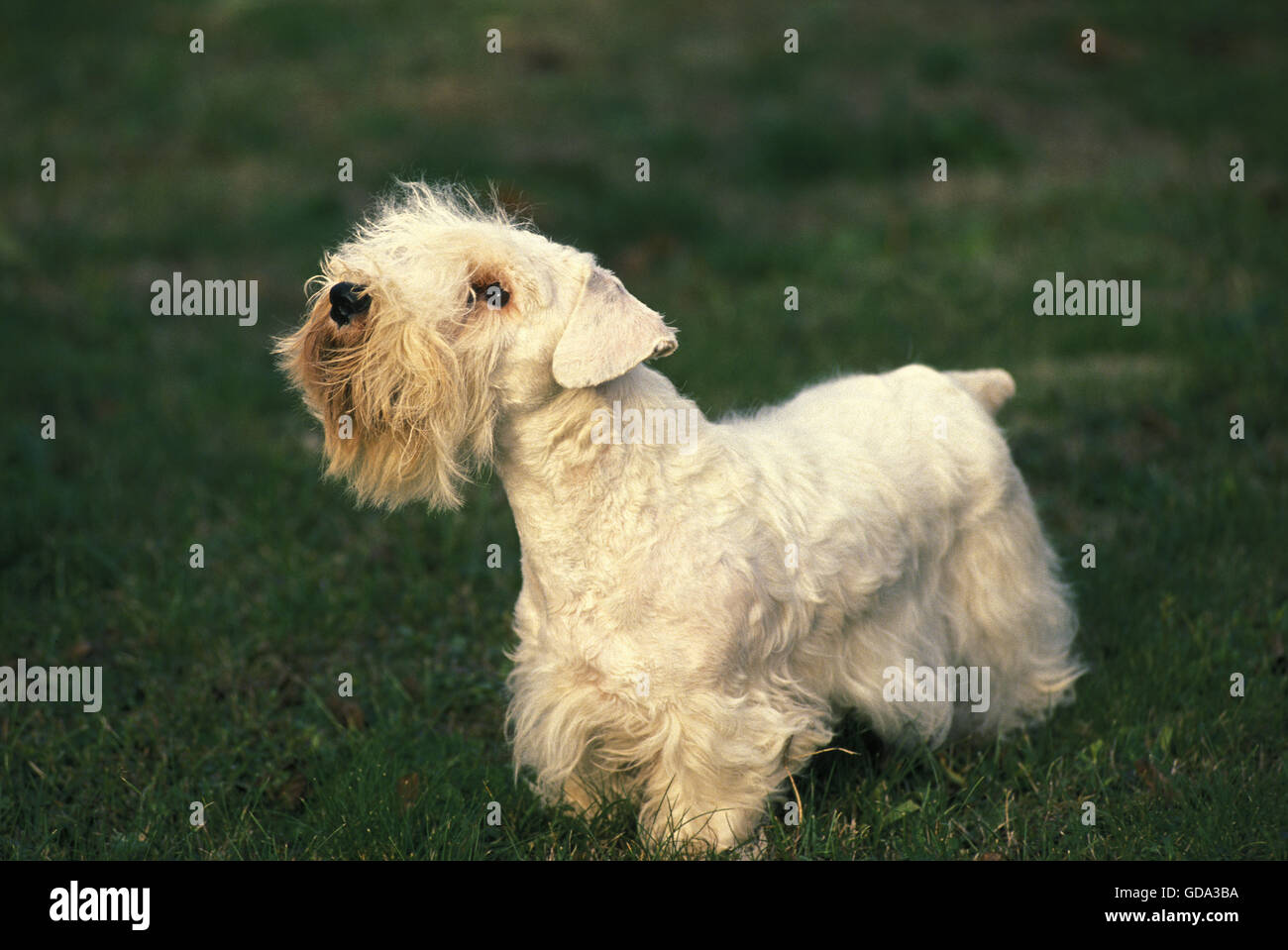 Sealyham hi-res stock photography and images - Alamy Sealyham hi-res stock photography and images - Alamy