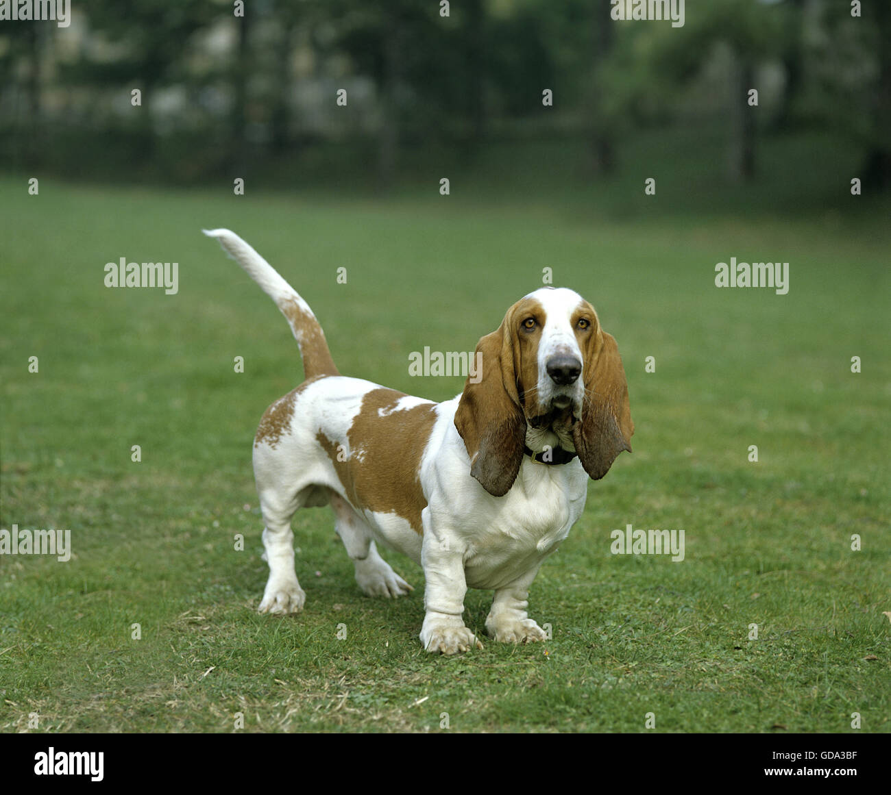 Male Basset Hound, Dog on  Lawn Stock Photo