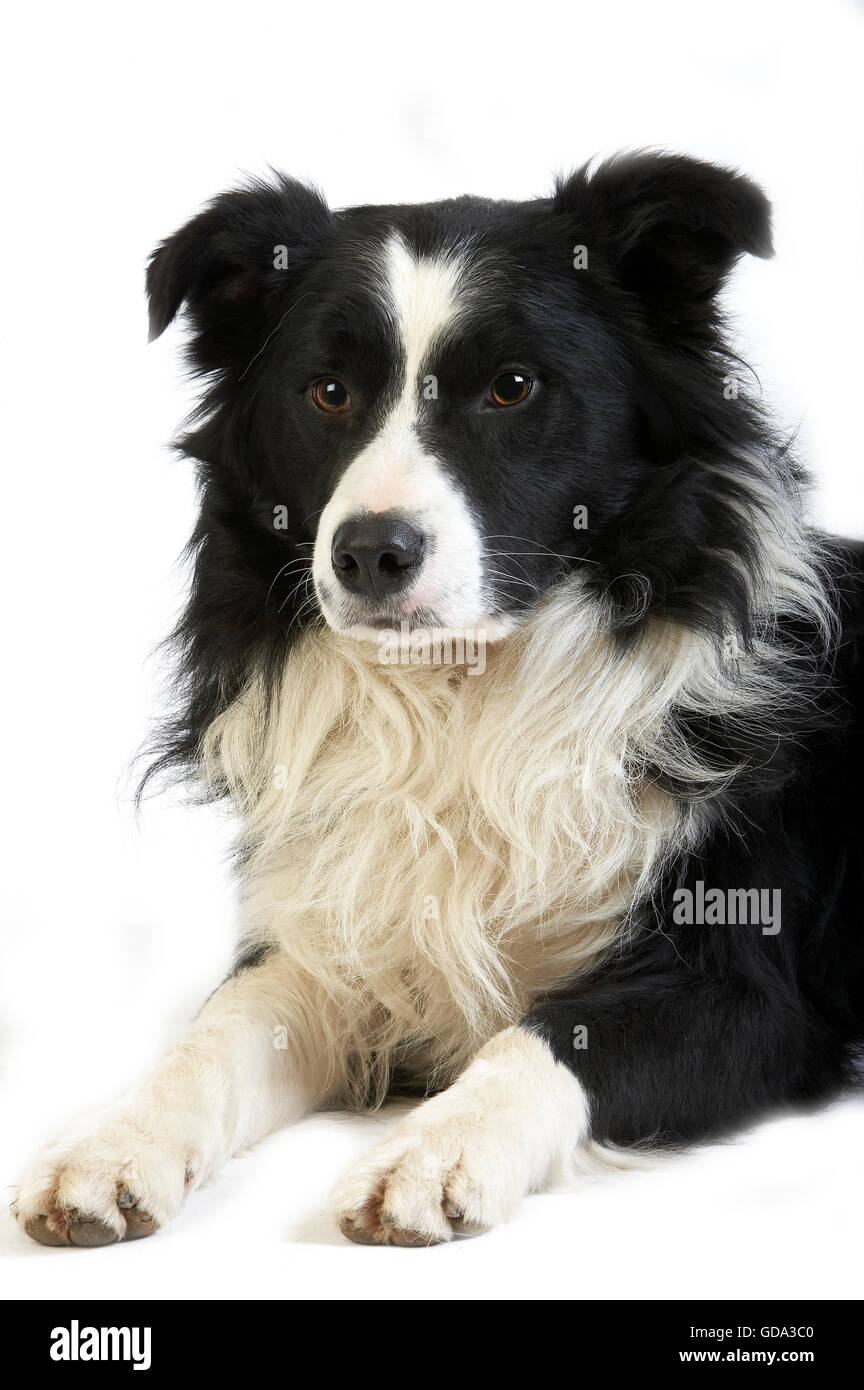 BORDER COLLIE DOG, PORTRAIT OF MALE AGAINST WHITE BACKGROUND Stock Photo