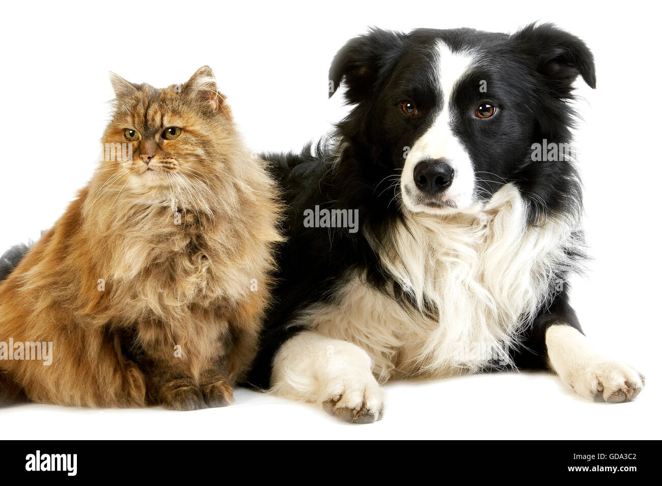 Border Collie Male with Tortoiseshell Persian Female, Dog and Cat Stock Photo