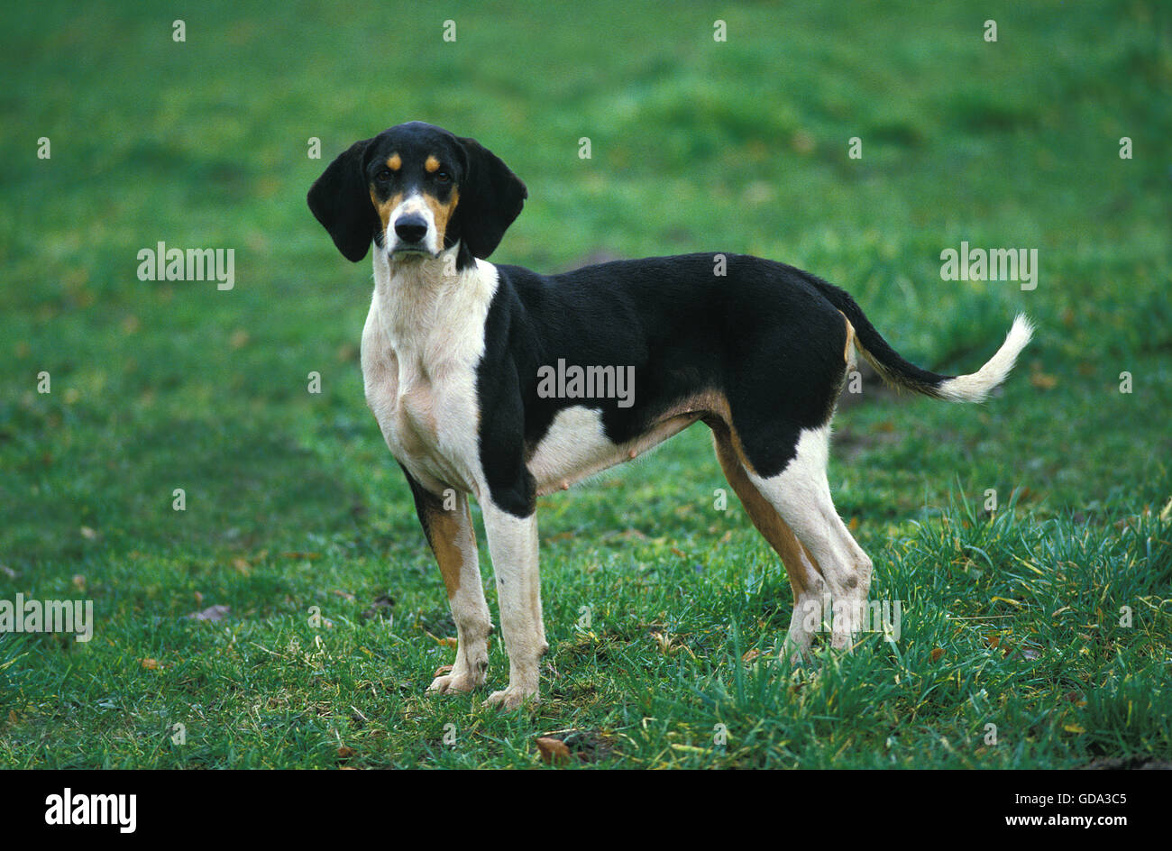 GREAT ANGLO-FRENCH TRICOLOUR HOUND, ADULT ON GRASS Stock Photo