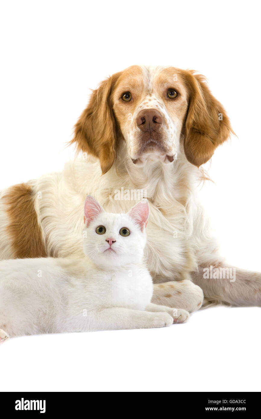 French Spaniel Dog (Cinnamon Color) with White Domestic Cat against White Background Stock Photo
