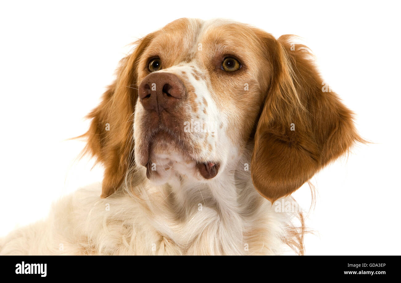 Cinnamon Color French Spaniel Dog, Portrait of Male Stock Photo Alamy