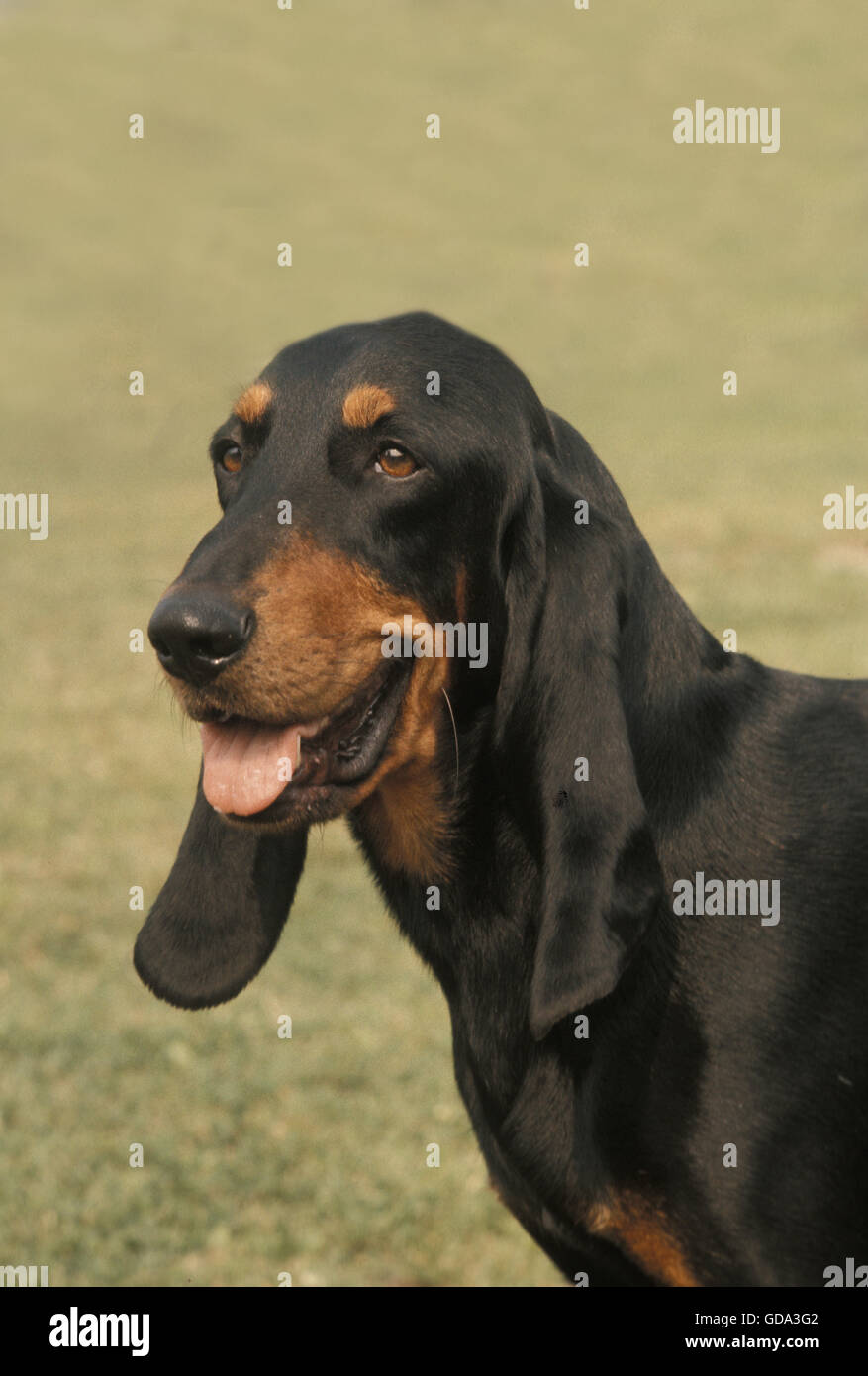 Jura Hound High Resolution Stock Photography And Images Alamy