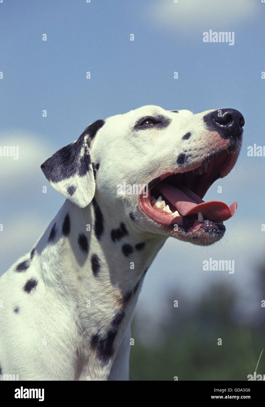 Portrait of Dalmatian Dog Stock Photo