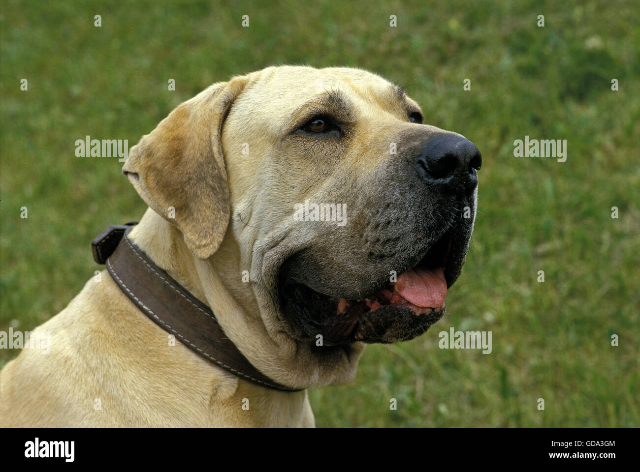 Young Woman, Fila Brasileiro, Boarhound, Stock Photo, Picture And Rights  Managed Image. Pic. NGE-1015502134