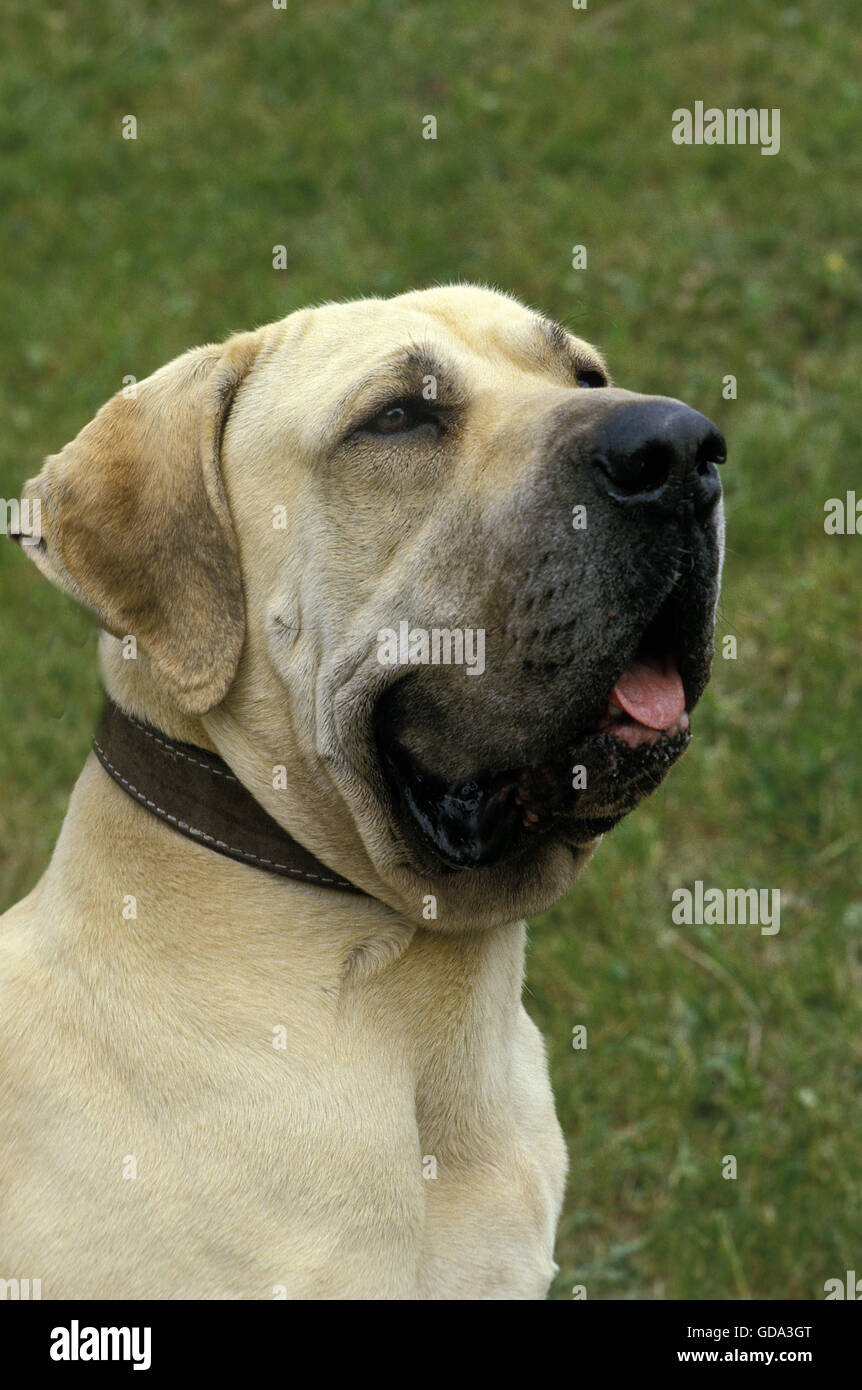 Male Fila Brasileiro, a Dog Breed from Brazil Stock Photo - Alamy