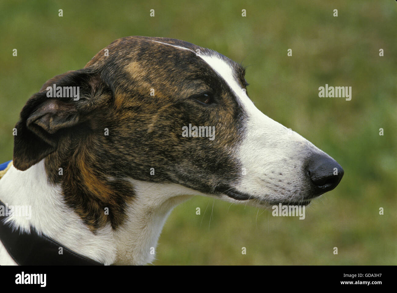 Magyar Agar, Hungarian Greyhound Stock Photo