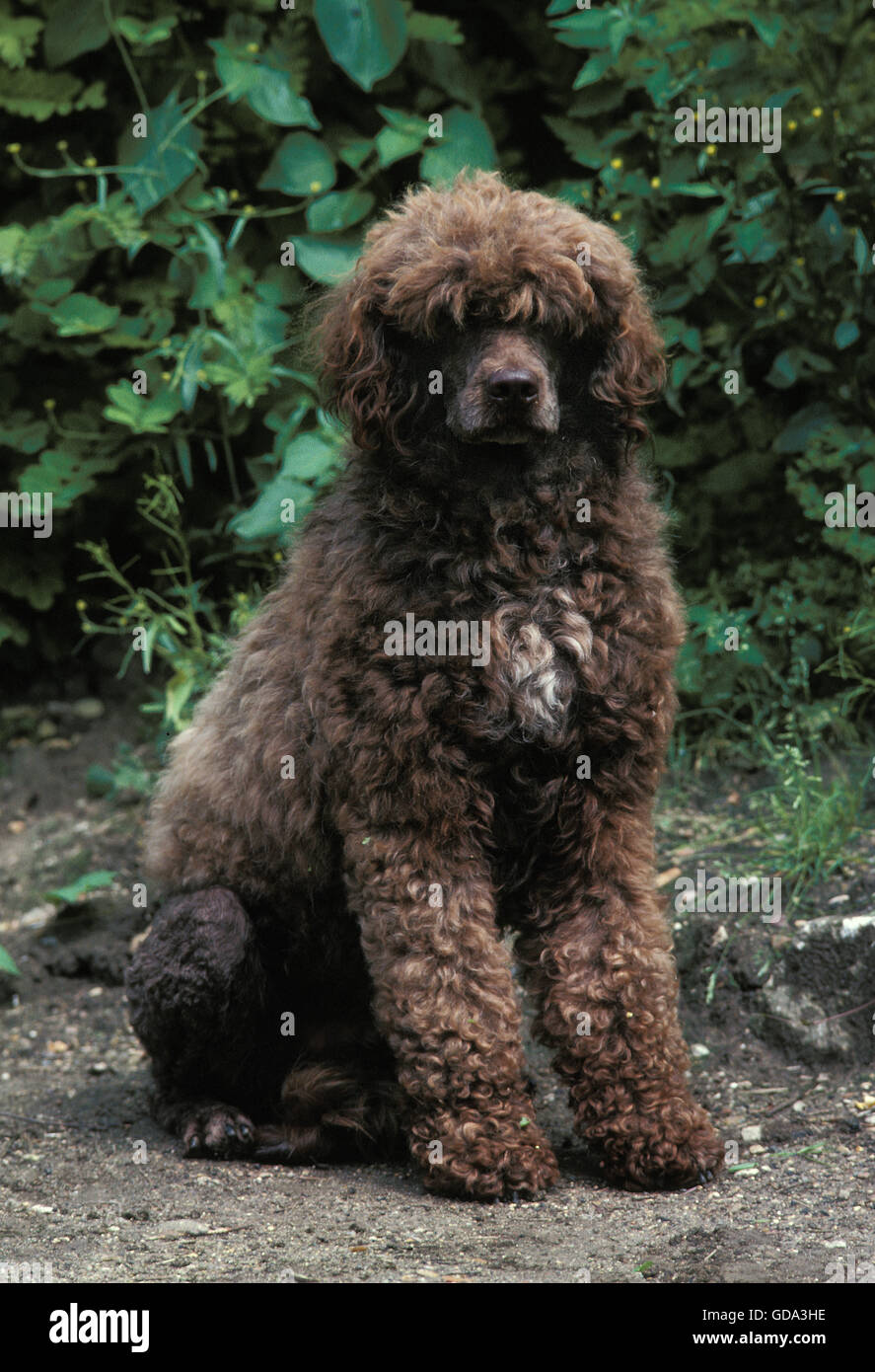 Portuguese Water Dog sitting Stock Photo