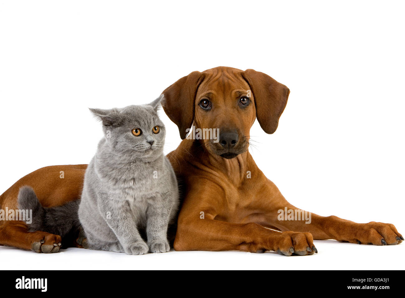 BRITISH SHORTHAIR LILAC MALE CAT AND RHODESIAN RIDGEBACK 3 MONTHS OLD PUPPY Stock Photo