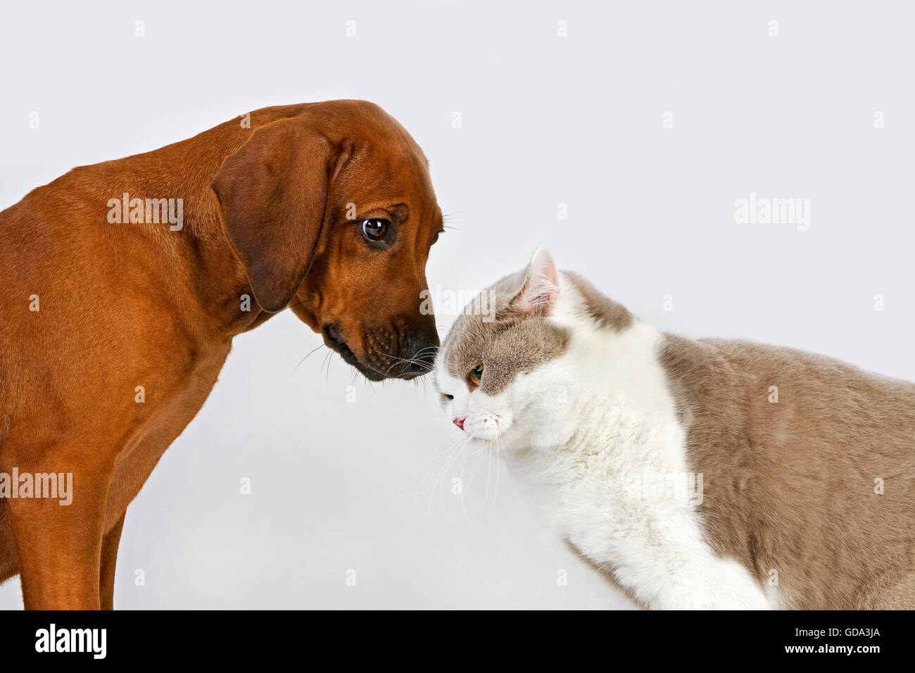 BRITISH SHORTHAIR LILAC AND WHITE WITH A RHODESIAN RIDGEBACK 3 MONTHS OLD PUP Stock Photo