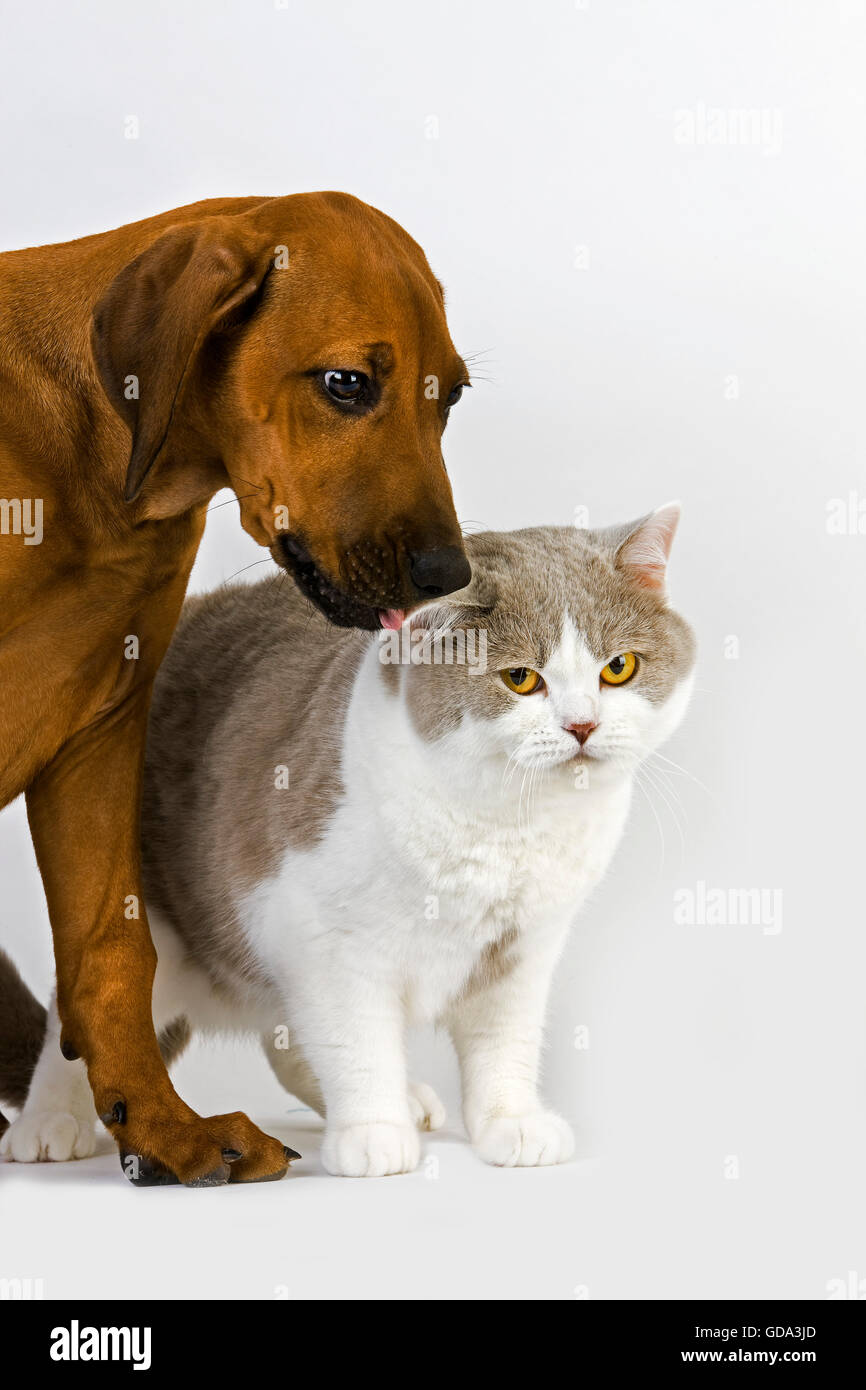 BRITISH SHORTHAIR LILAC AND WHITE WITH A RHODESIAN RIDGEBACK 3 MONTHS OLD PUP Stock Photo