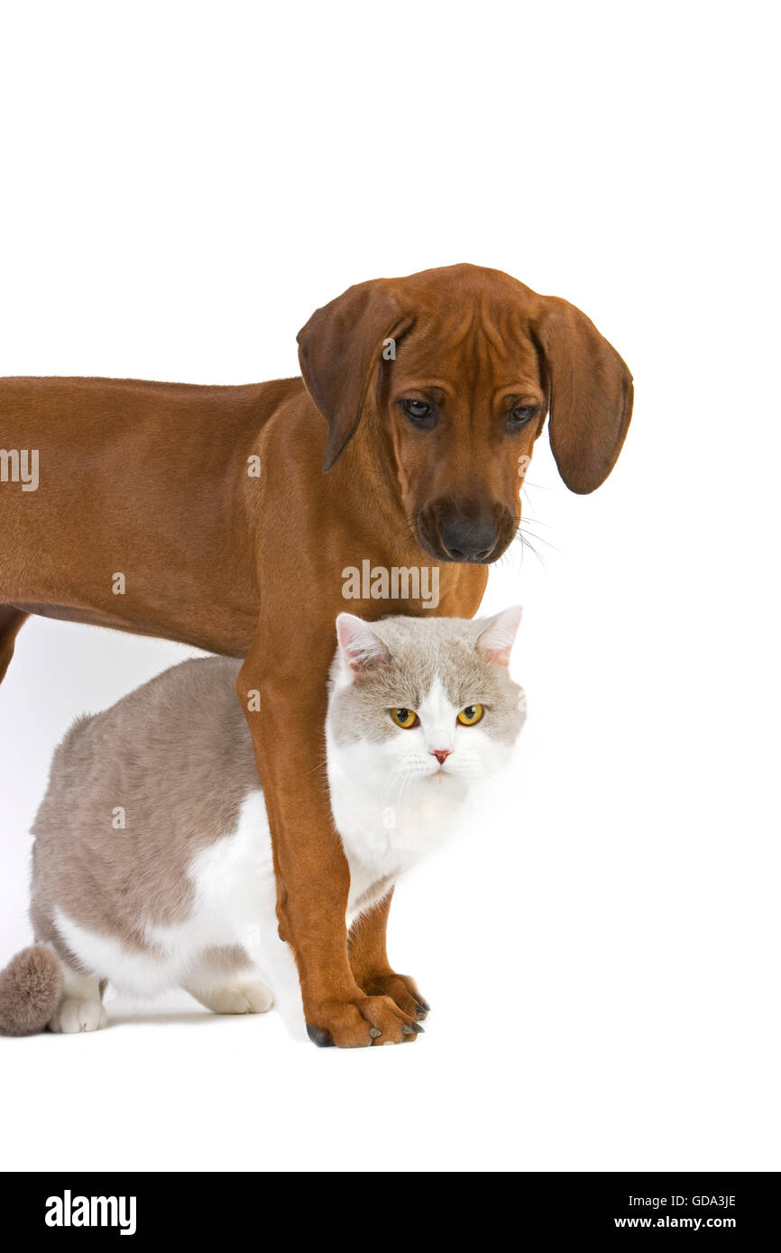 Male Lilac and White British Shorthair Domestic Cat with a