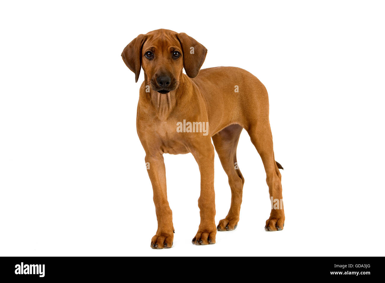 Rhodesian Ridgeback, 3 Months old Pup against White Background Stock Photo