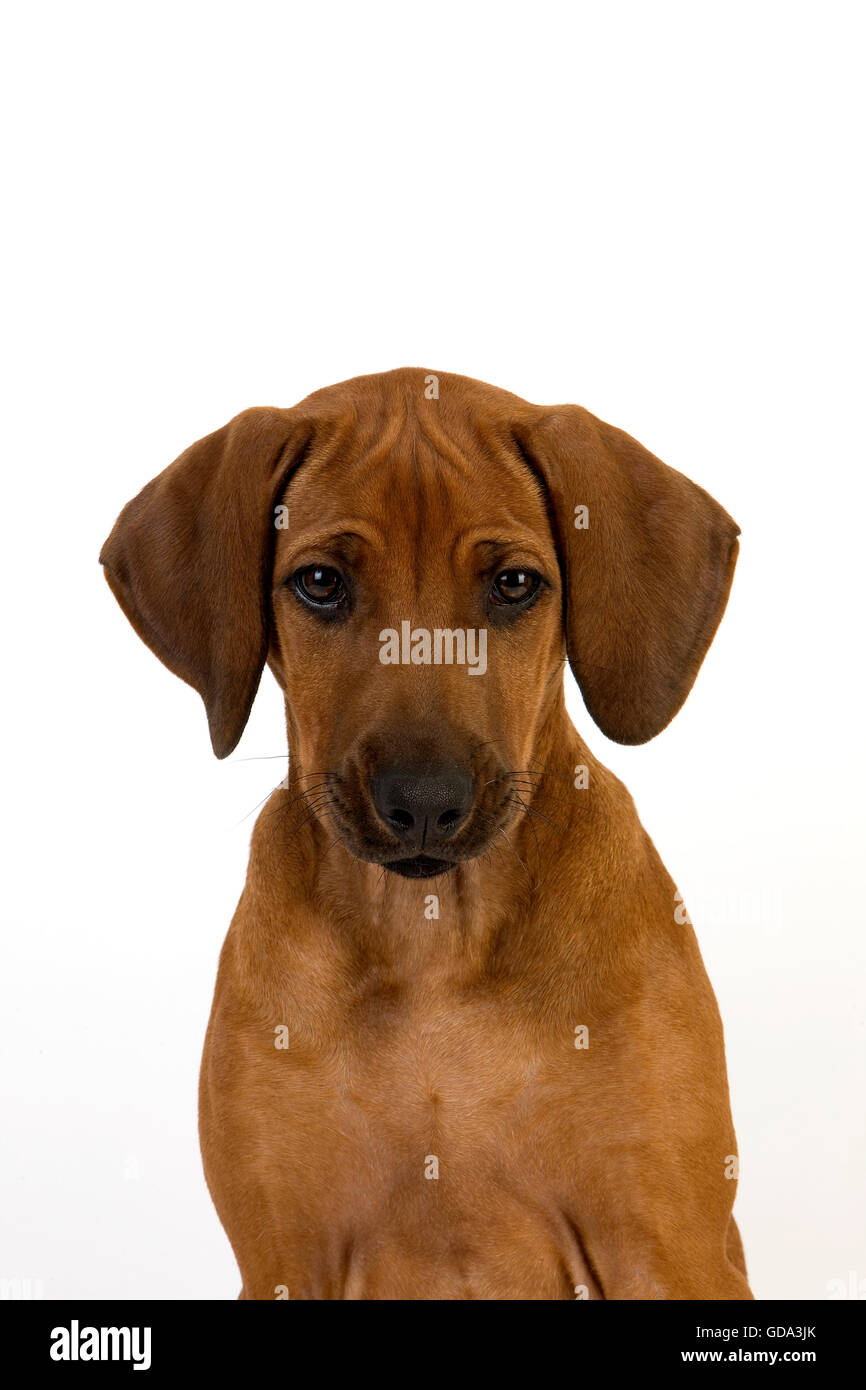 Rhodesian Ridgeback, 3 Months old Pup against White Background Stock Photo