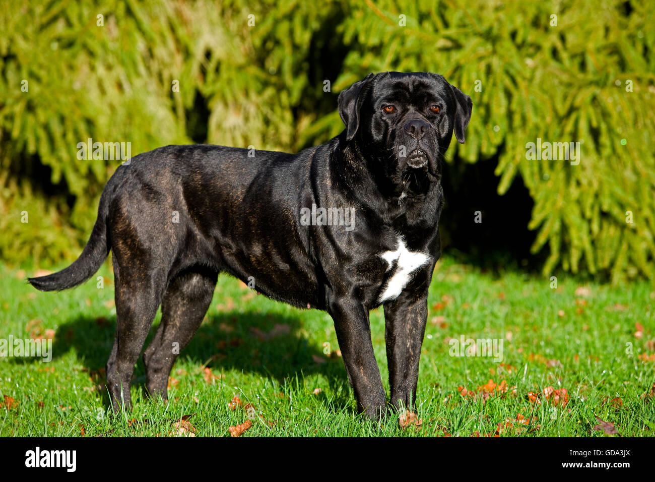 what is the rarest dog breed in switzerland
