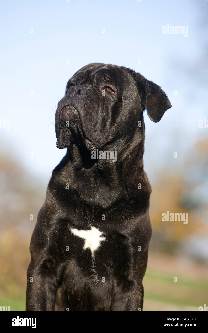 Cane Corso, Dog Breed from Italy, Portrait of Adult Stock Photo