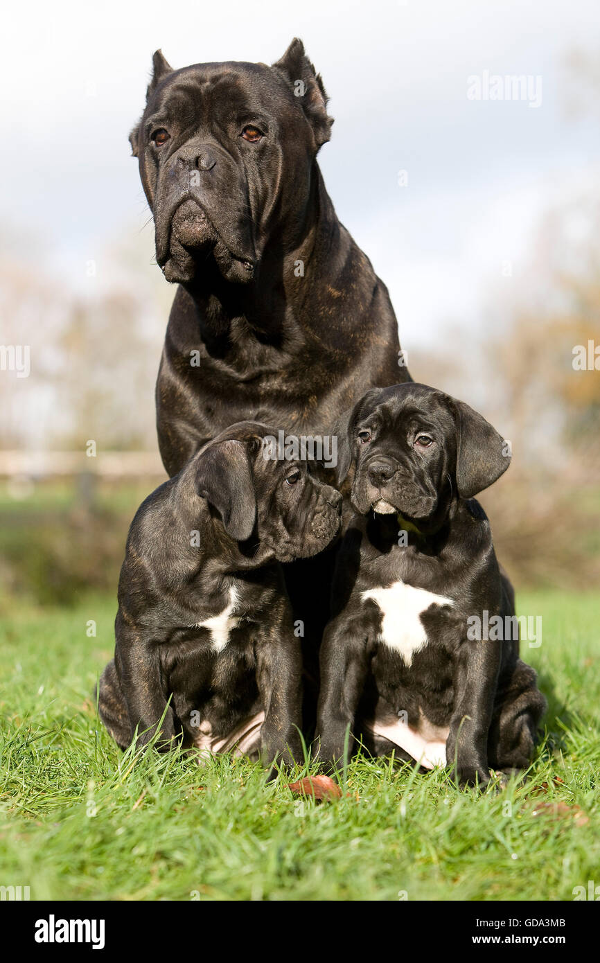 female cane corso puppy