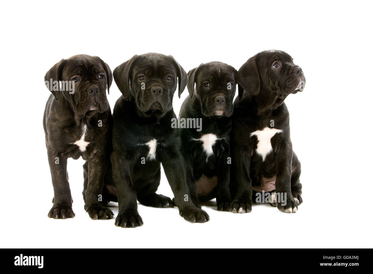 Cane Corso, a Dog Breed from Italie, Puppies  against White Background Stock Photo