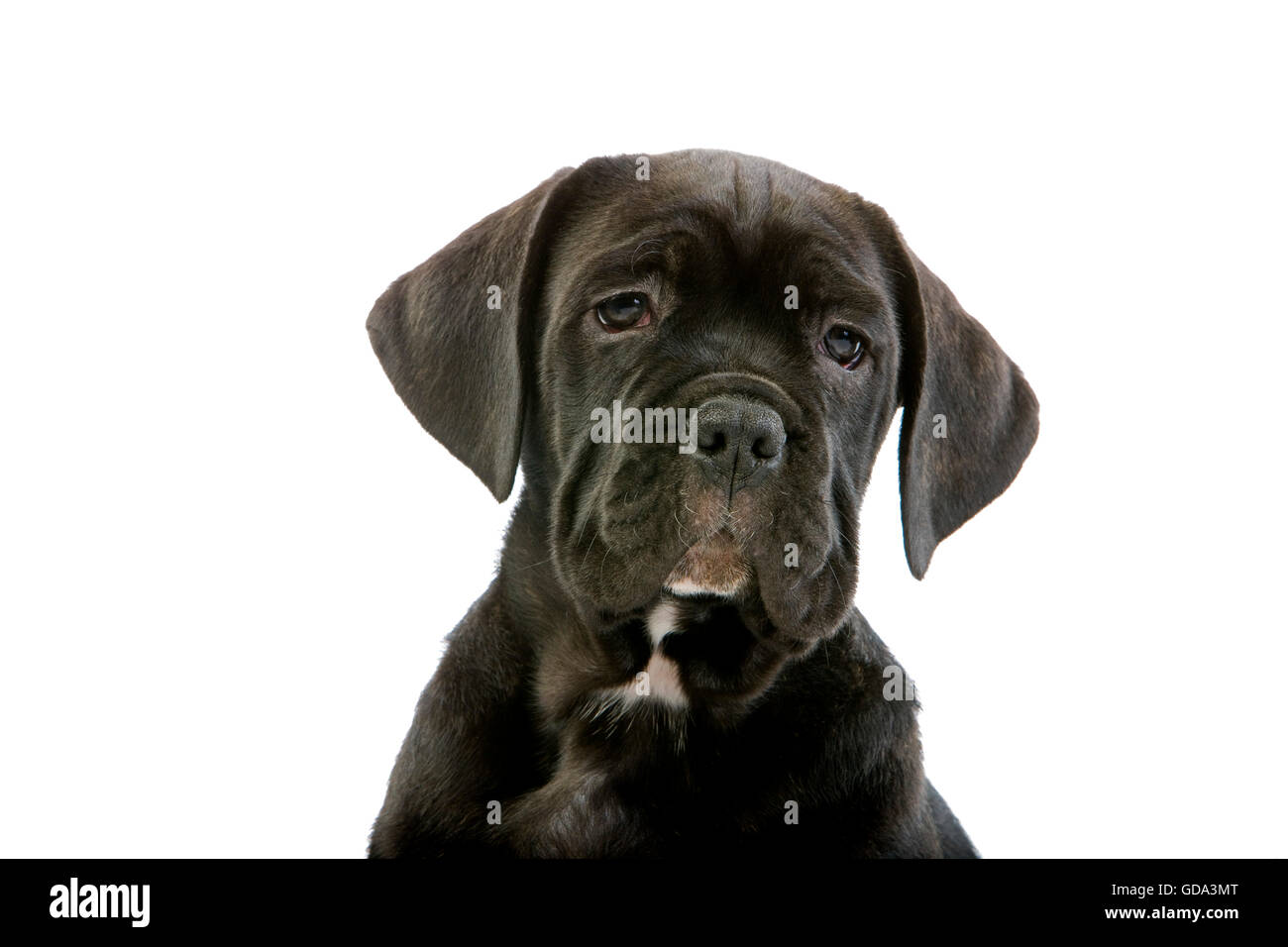 Cane Corso, a Dog Breed from Italy, Portrait of Pup against White Background Stock Photo