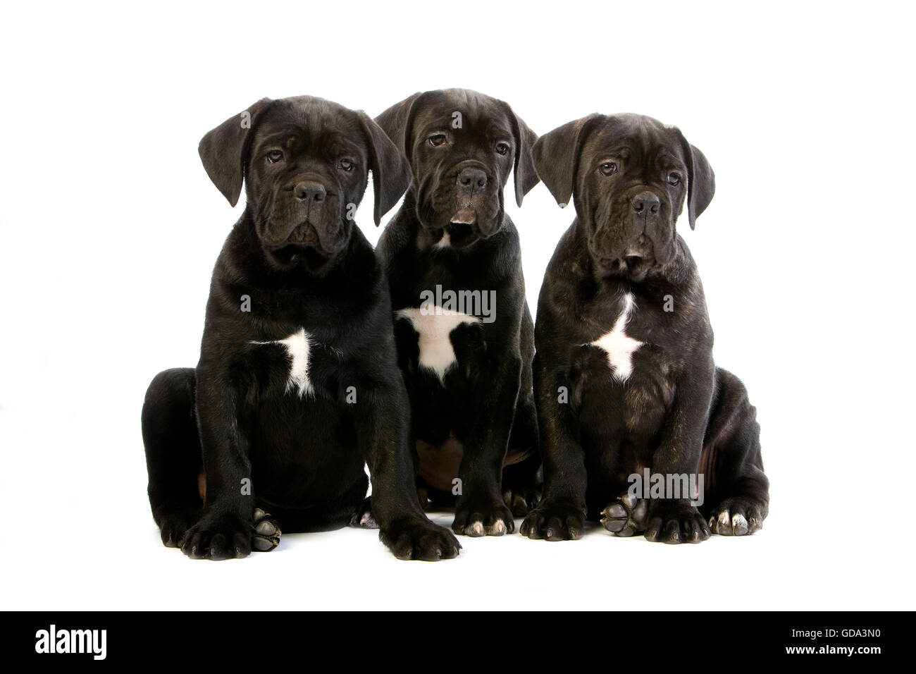 Cane corso pup hi-res stock photography and images - Alamy