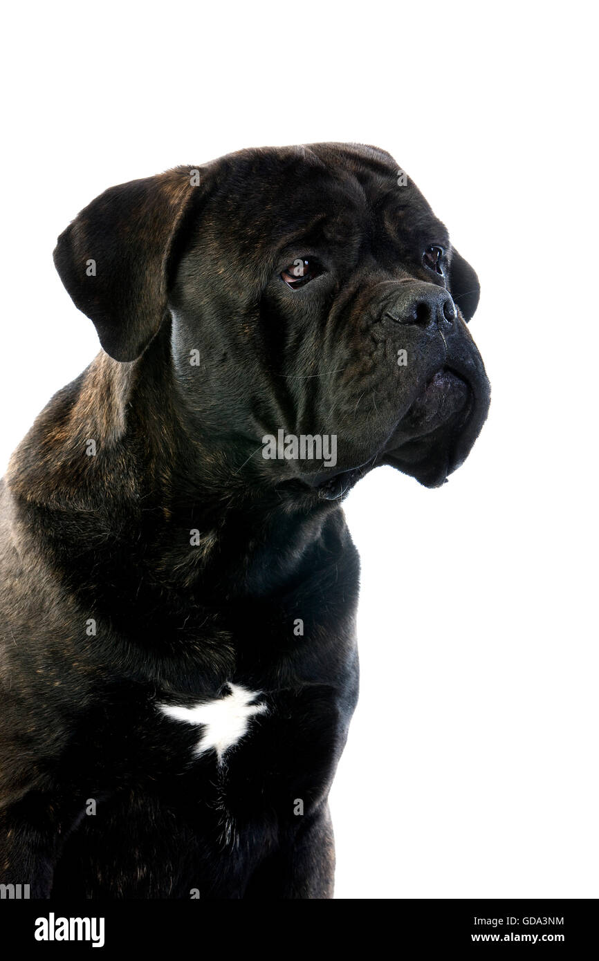 Cane Corso, a Dog Breed from Italie, Portrait of Dog against White Background Stock Photo