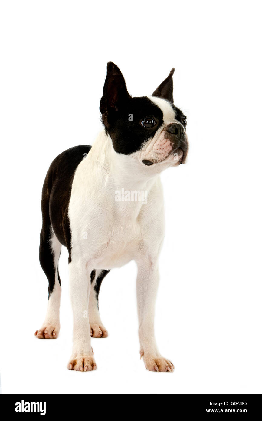 BOSTON TERRIER DOG, FEMALE AGAINST WHITE BACKGROUND Stock Photo - Alamy