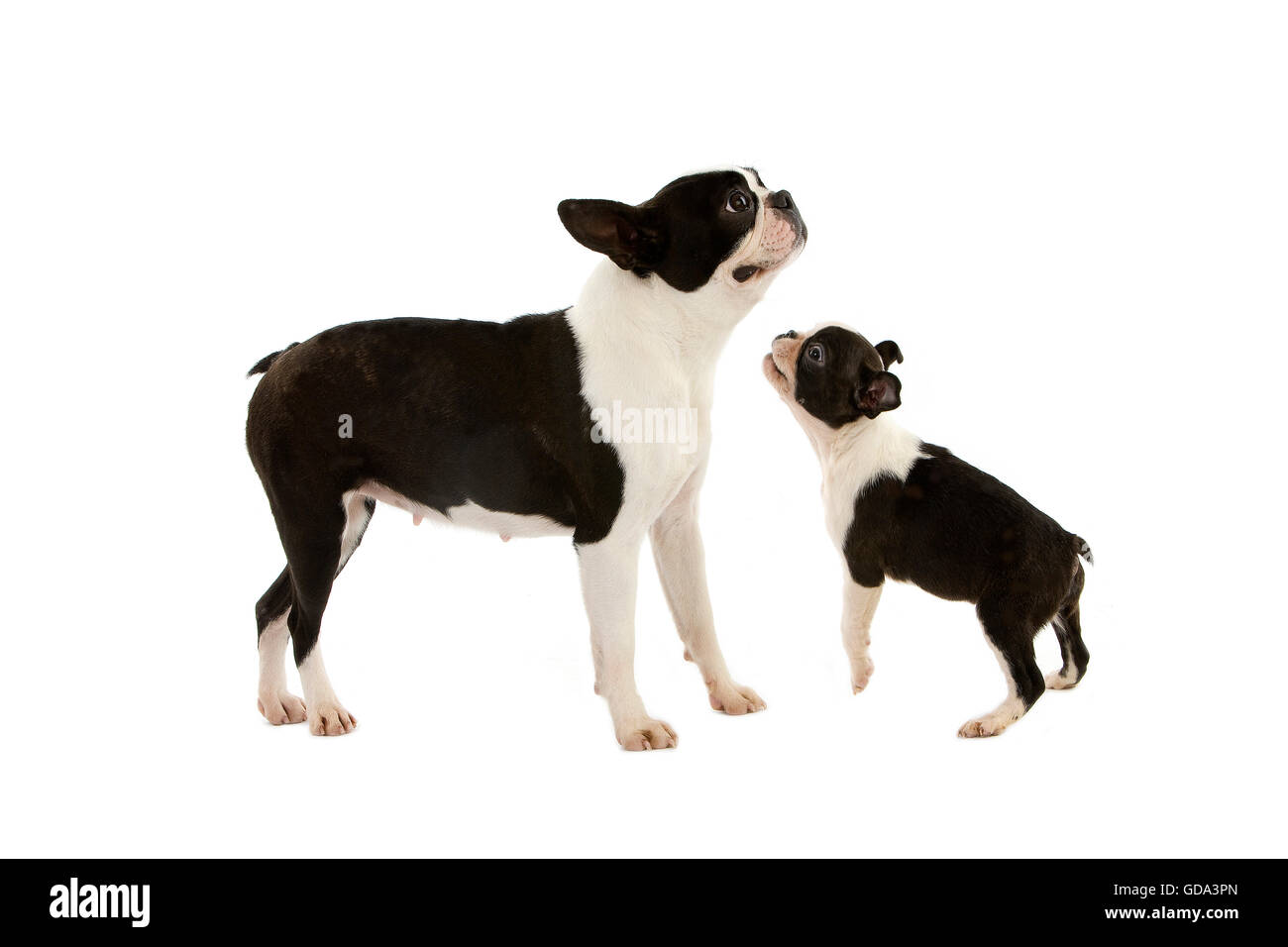 BOSTON TERRIER DOG, FEMALE WITH PUP AGAINST WHITE BACKGROUND Stock ...