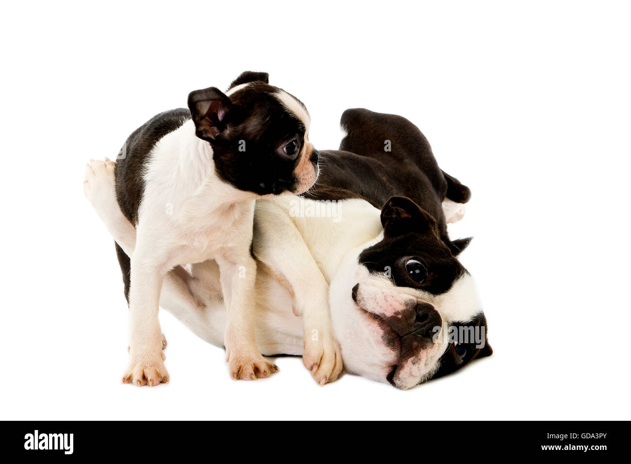 Boston Terrier Dog, Mother and Pup against White Background Stock Photo ...