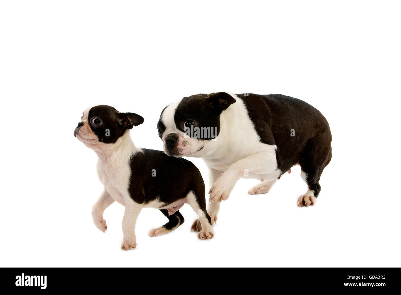Boston Terrier Dog, Mother and Pup against White Background Stock Photo ...