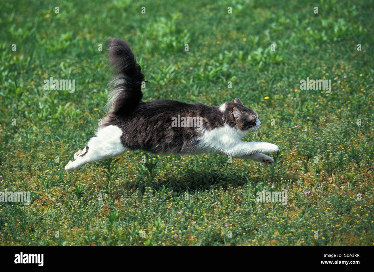 Domestic Cat running on Grass Stock Photo