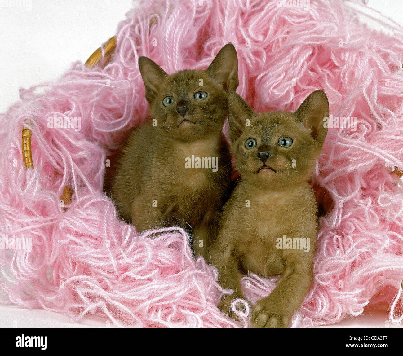 Zibeline Burmese Domestic Cat, Kitten in Wool Stock Photo