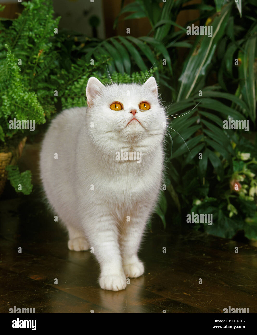 White Exotic Shorthair Domestic Cat Stock Photo