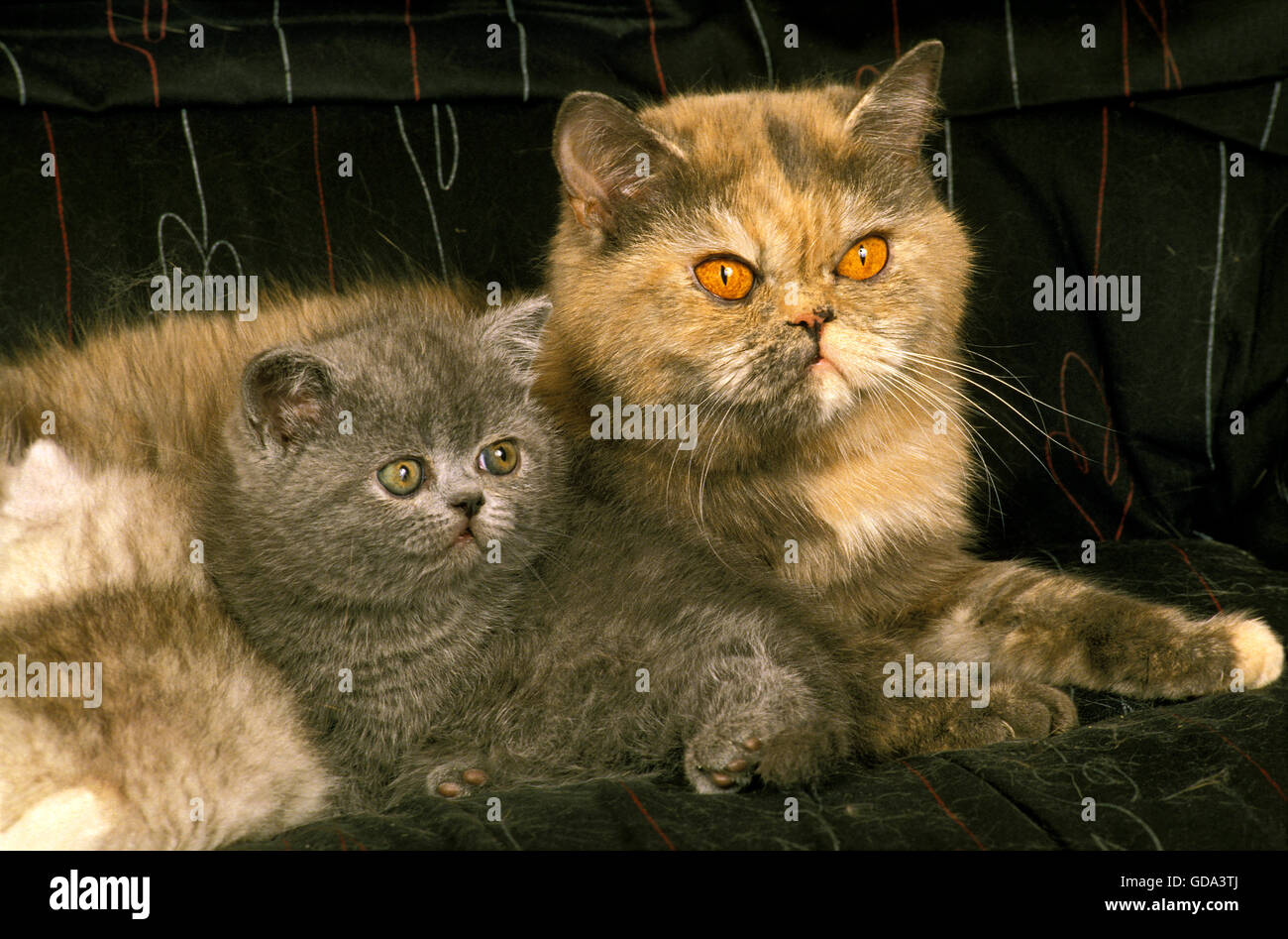 Exotic Shorthair Domestic Cat, Mother and Kitten Stock Photo