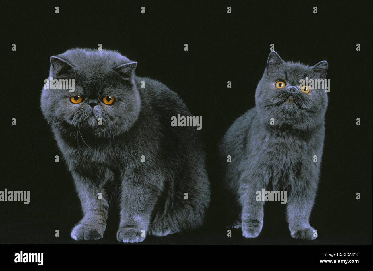 Exotic Shorthair Domestic Cat Adults Against Black Background Stock Photo Alamy