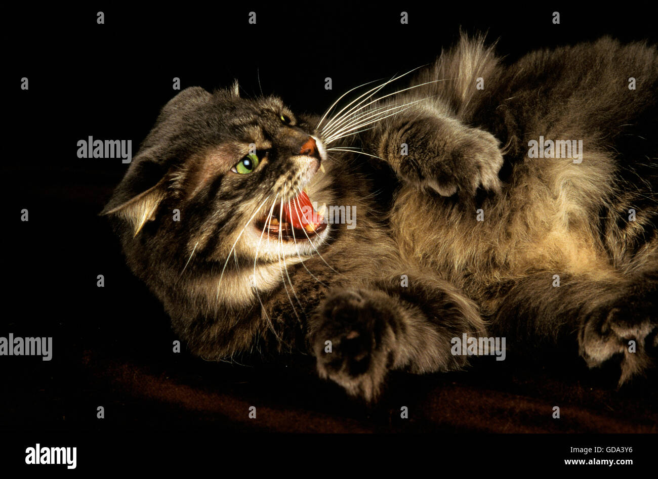 Skogkatt Domestic Cat, Adult, Aggressive Posture Stock Photo