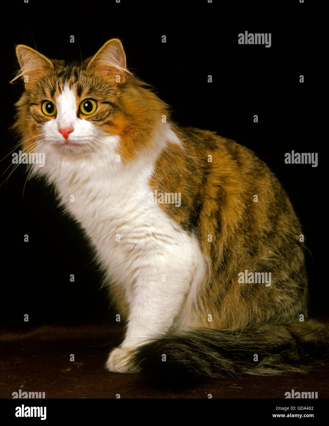 SKOGKATT DOMESTIC CAT, ADULT SITTING Stock Photo