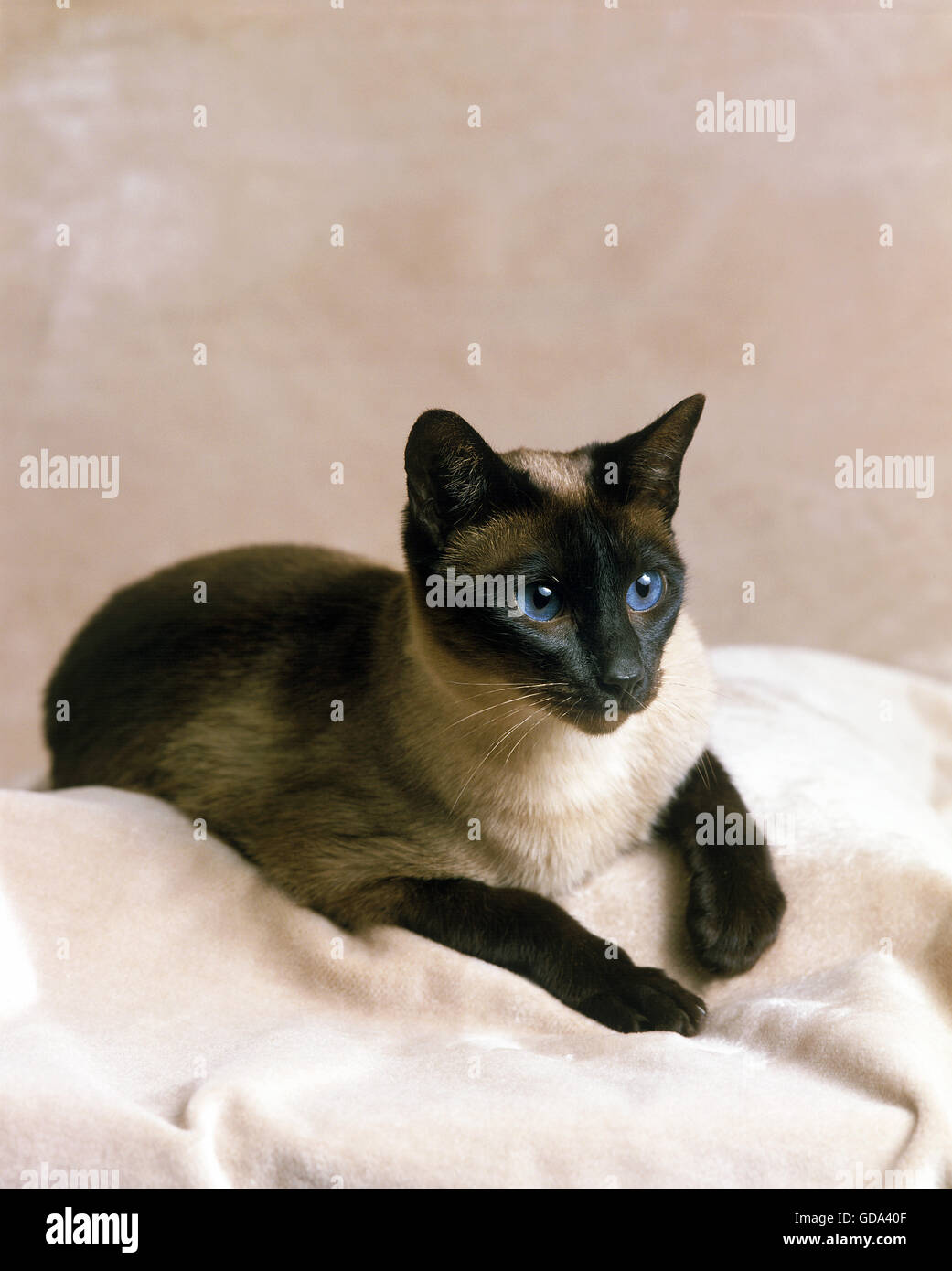 Seal Point Siamese Domestic Cat Stock Photo