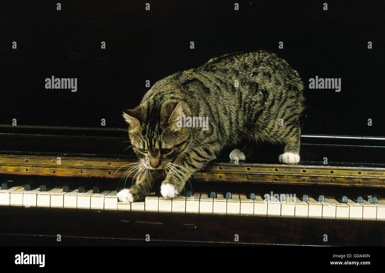 Manx Domestic Cat, Cat Breed without Tail, Adult on Piano Stock Photo