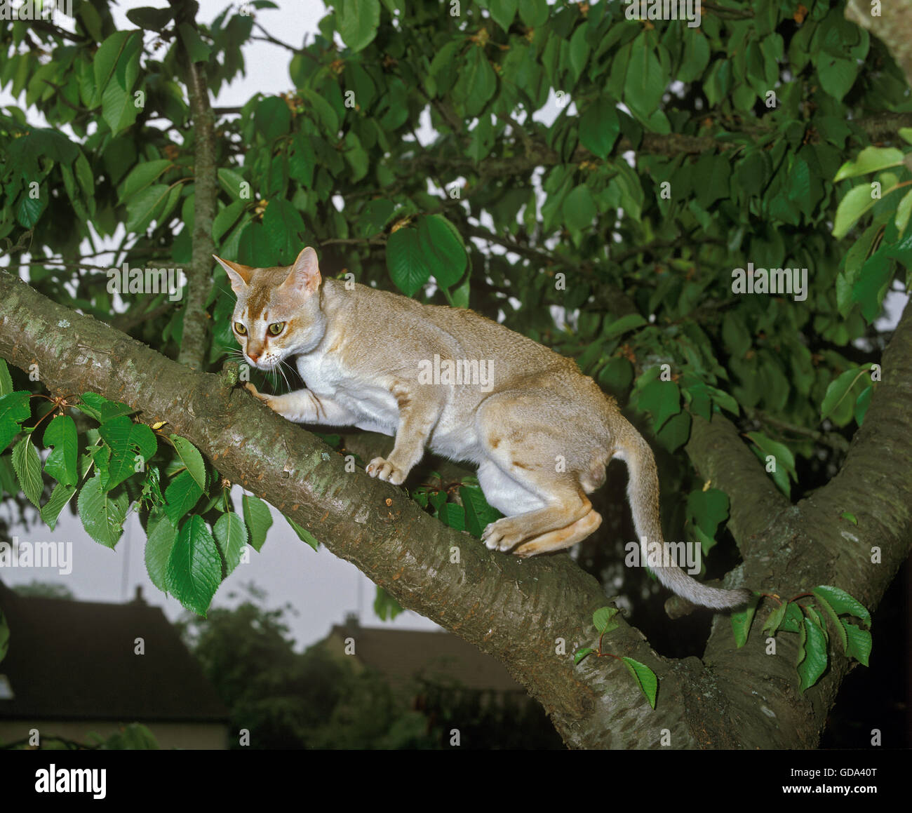 Singapura Domestic Cat, Adult on Branch Stock Photo