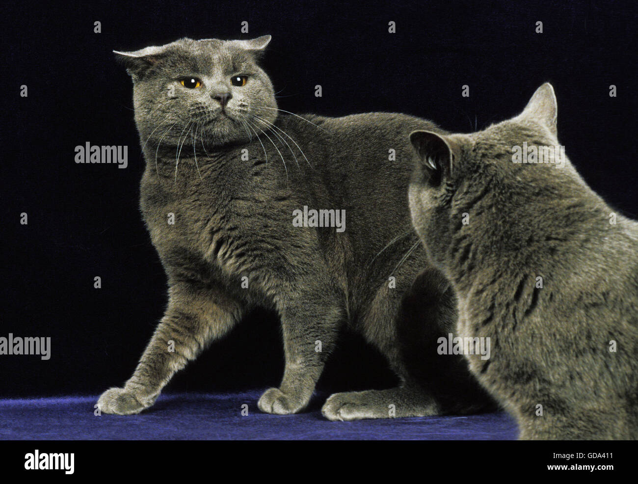 Chartreux Domestic Cat, Adults against Black Background, Defensive ...