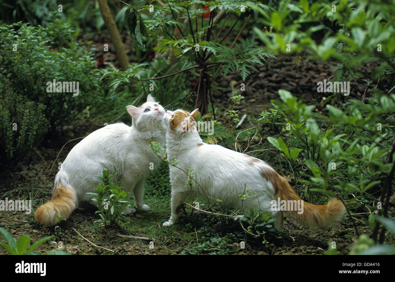 Turkish Van Domestic Cat Stock Photo